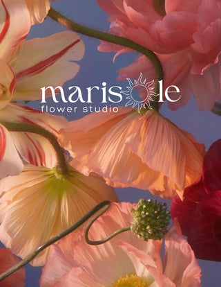 A close-up floral photograph of large poppy-like flowers in soft peach, pink, cream, and deep red tones against a blue sky. The white text 'marisole flower studio' is overlaid near the center.