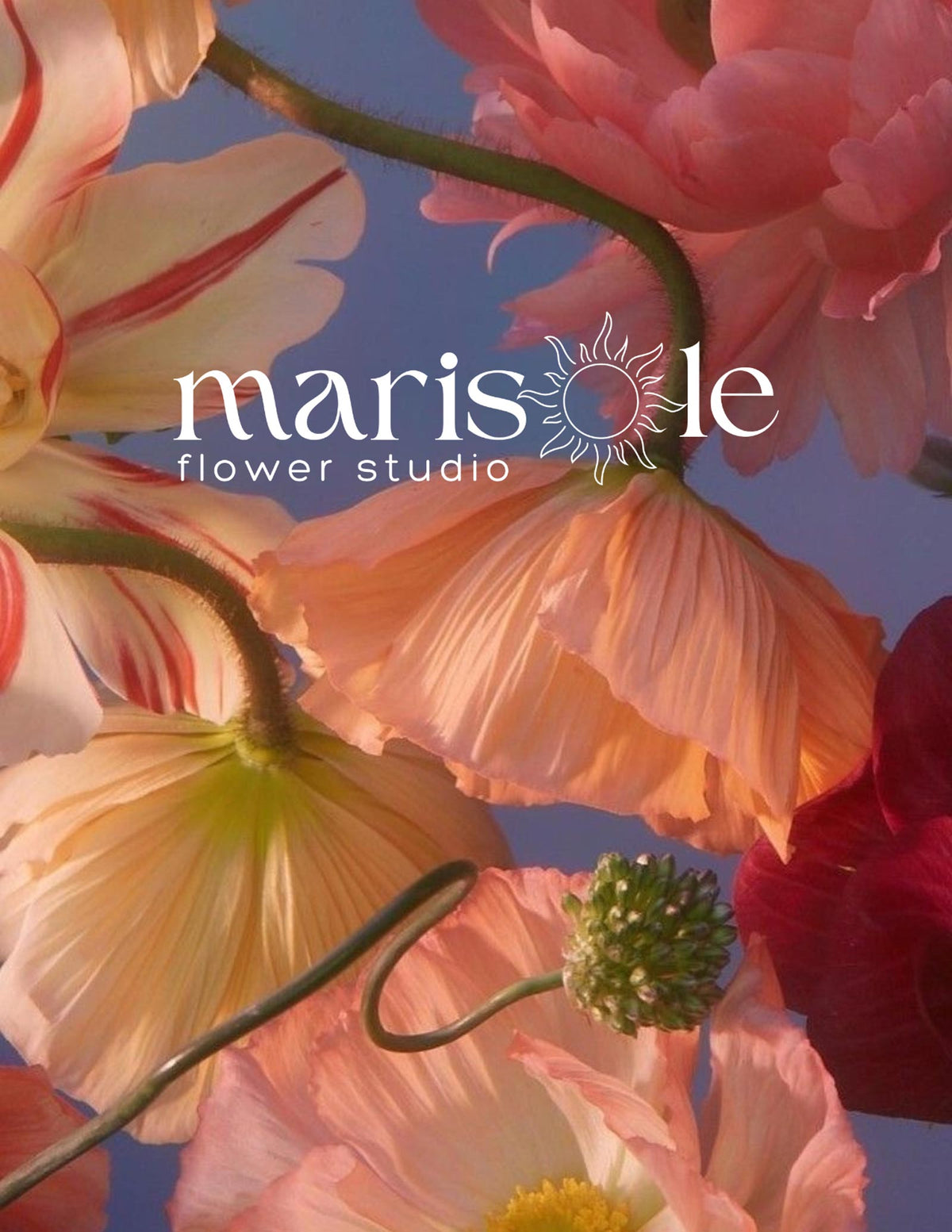 A close-up floral photograph of large poppy-like flowers in soft peach, pink, cream, and deep red tones against a blue sky. The white text 'marisole flower studio' is overlaid near the center.